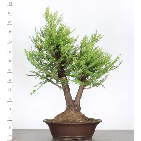 Sequoia Sempervirens Bonsai