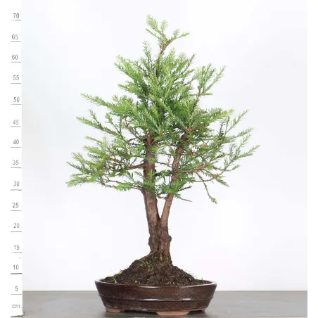 SEQUOIA SEMPERVIRENS SES-1-11