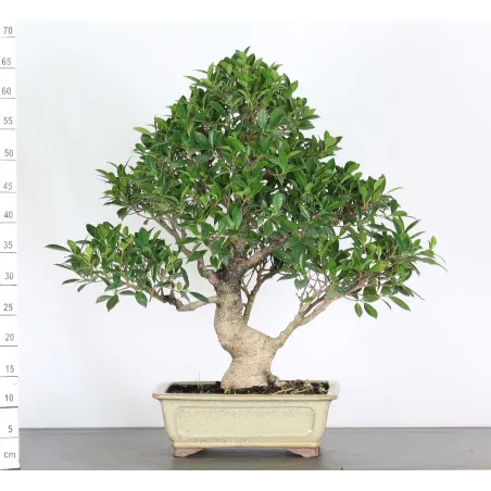 image supplémentaire - FICUS NITIDA END 2-2