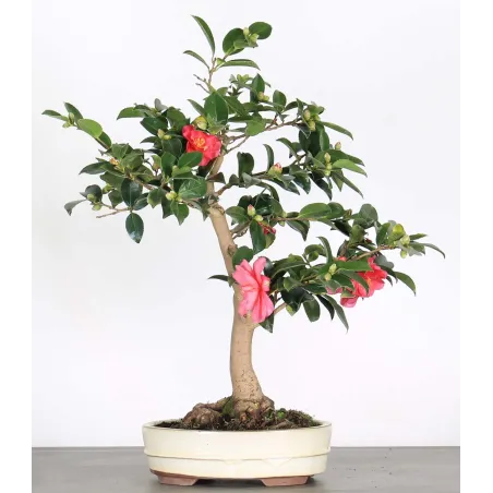 Camélia bonsai