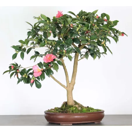 camélia bonsaï