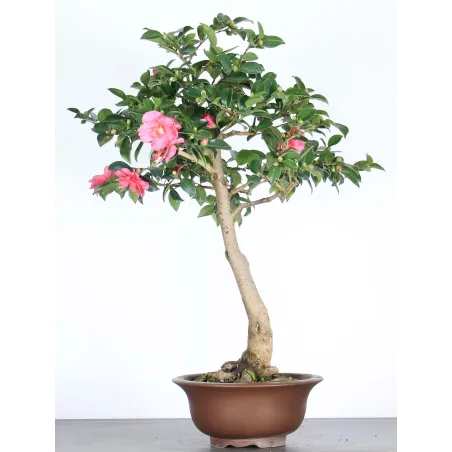 camélia bonsai