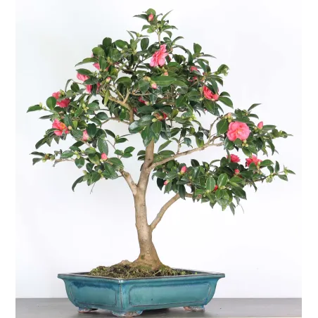camélia bonsaï 