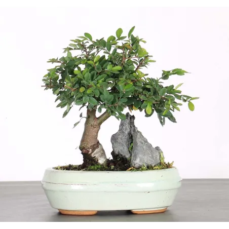 CHINESE ELM "Ulmus parvifolia" 6-1
