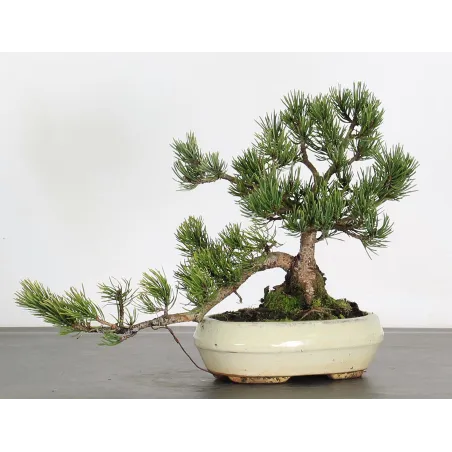 Mugo Bonsai Pine PM-2-4