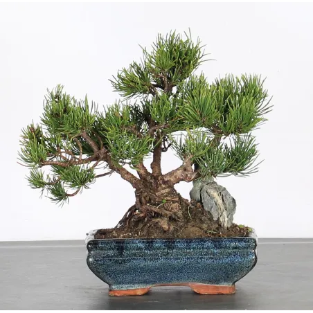 Bonsai Pine Mugo PMR-1-1