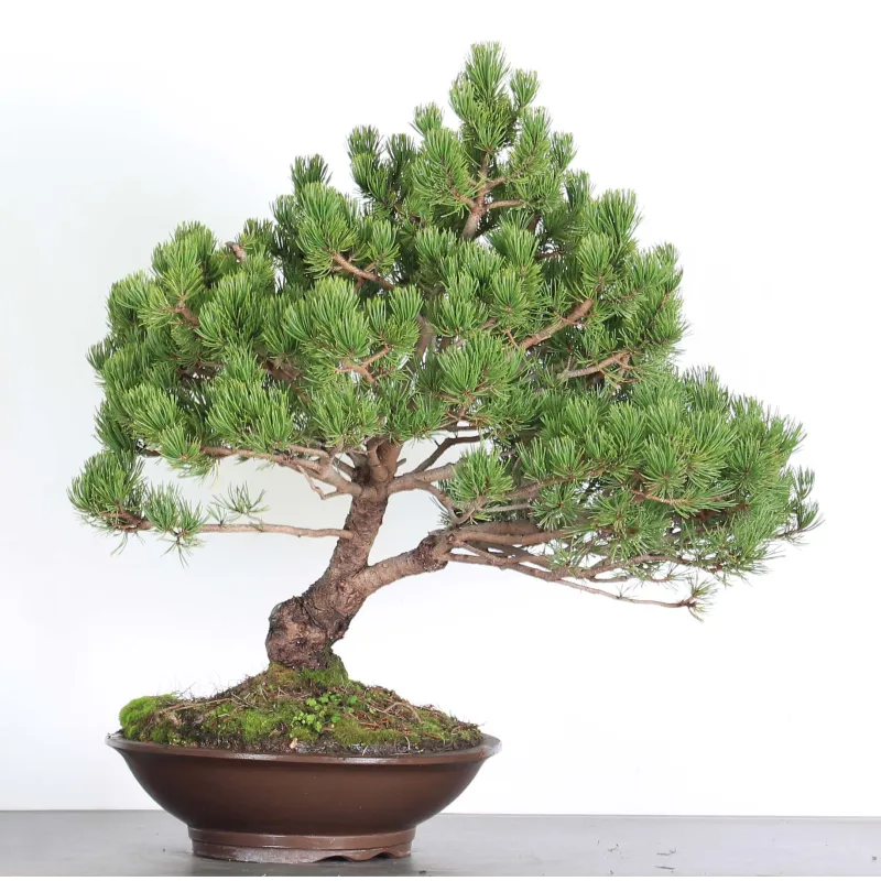 Mugo Bonsai Pine PM-3-5
