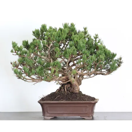 Mugo Bonsai Pine PM-3-7