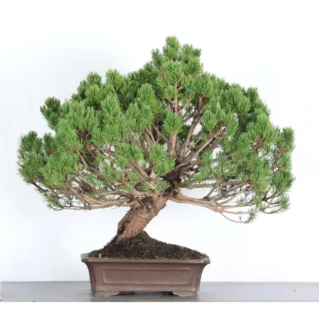 Mugo Bonsai Pine PM-4-1