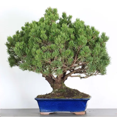 Mugo Bonsai Pine PM-4-4