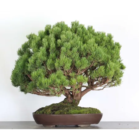 Mugo Bonsai Pine PM-4-7