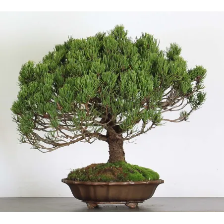 Mugo Bonsai Pine PM-5-1