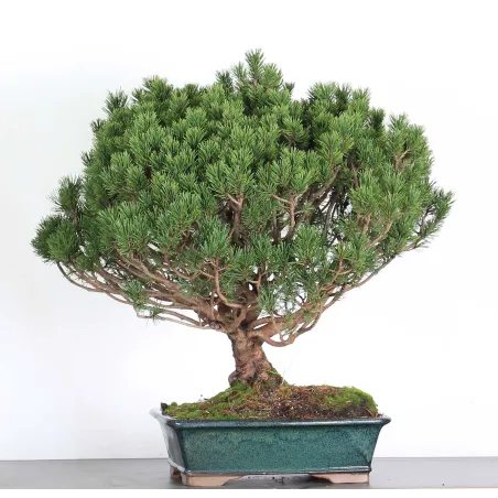 Mugo Bonsai Pine PM-5-3