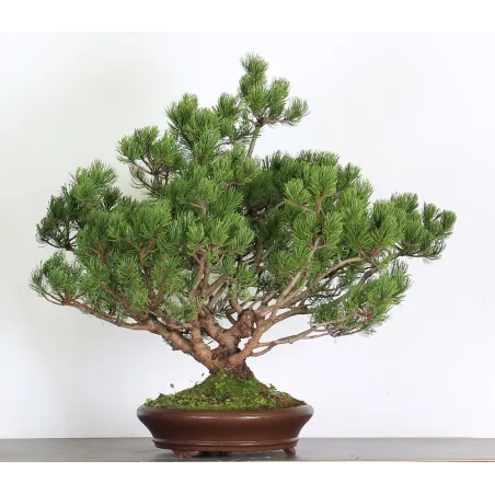Mugo Bonsai Pine PM-5-5