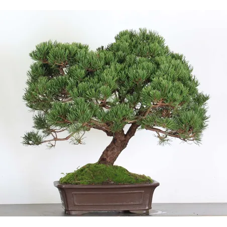 Mugo Bonsai Pine PM-5-6