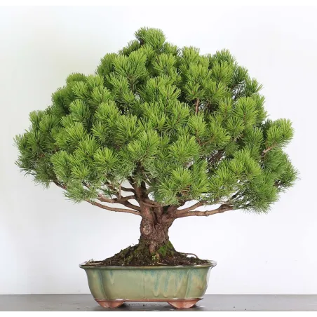 Pin mugo bonsai PM-5-7