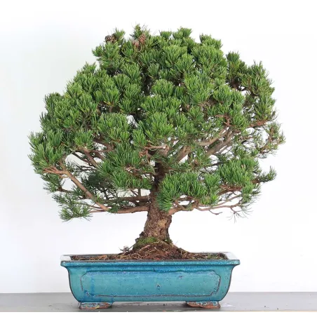 Mugo Bonsai Pine PM-5-8