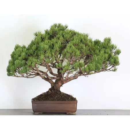 Mugo Bonsai Pine PM-5-9
