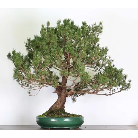 Mugo Bonsai Pine PM-6-1
