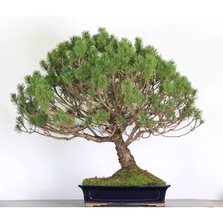 Mugo Bonsai Pine PM-6-3