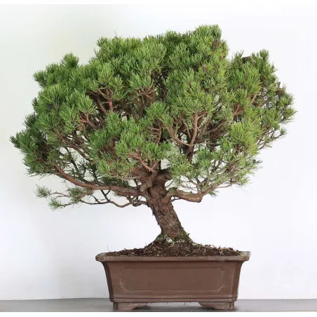 Mugo Bonsai Pine PM-6-4