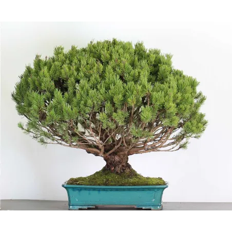 Mugo Bonsai Pine PM-6-7