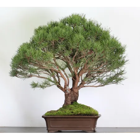 Mugo Bonsai Pine PM-6-8