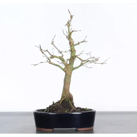 Bonsai Acer Palmatum AP-1-6