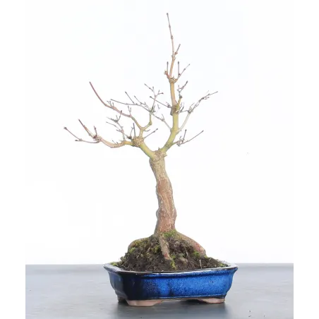 Bonsai Acer Palmatum AP-1-8