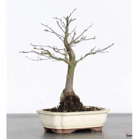 Bonsai Acer Palmatum AP-1-9