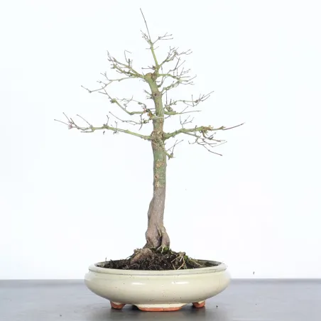 Bonsai Acer Palmatum AP-1-14