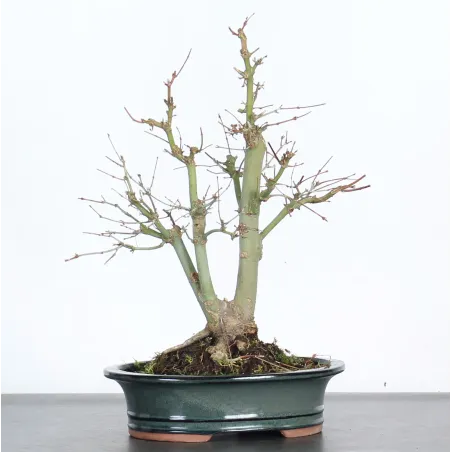 Bonsai Acer Palmatum AP-2-3