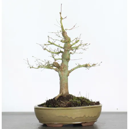 Bonsai Acer Palatum AP-2-16