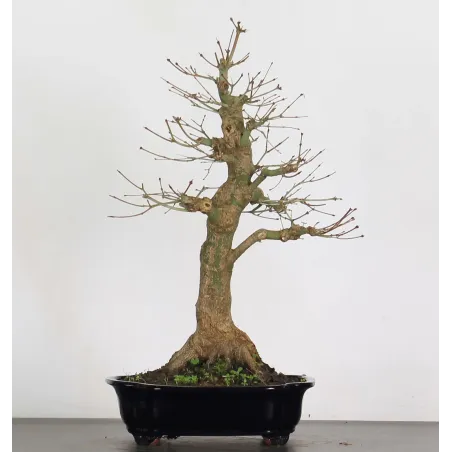 Bonsai Acer Palmatum AP-3-5