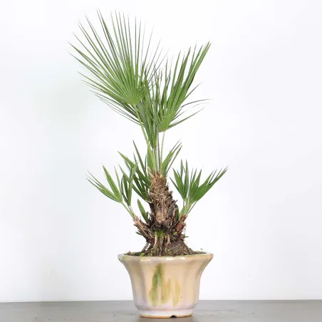 image supplémentaire - CHAMAEROPS HUMILIS 1-9