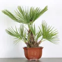 PALMIER "CHAMAEROPS HUMILIS" 1-13