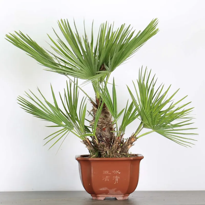 CHAMAEROPS HUMILIS 1-13