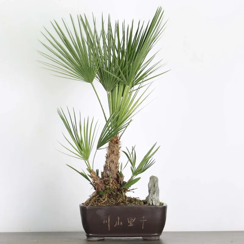 CHAMAEROPS HUMILIS 1-12