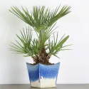 PALMIER "CHAMAEROPS HUMILIS" 1-11