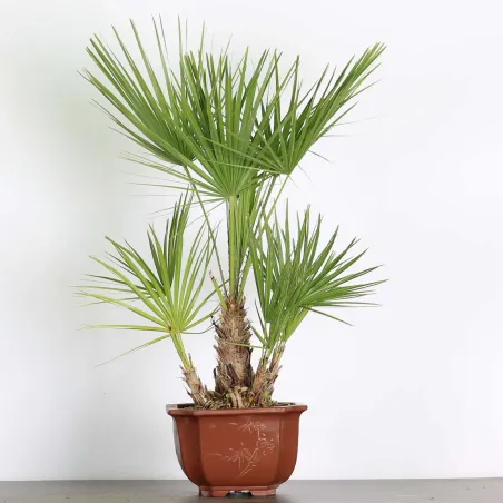 CHAMAEROPS HUMILIS 1-10