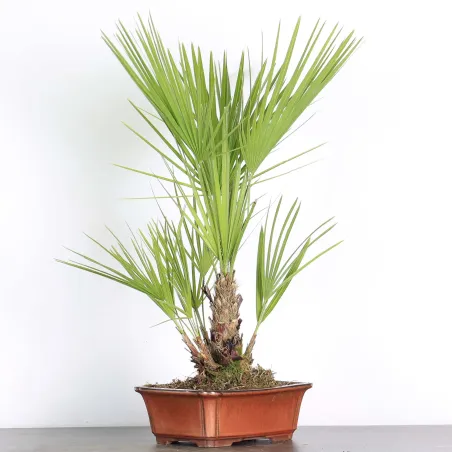 image supplémentaire - CHAMAEROPS HUMILIS 1-5