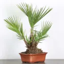 PALMIER "CHAMAEROPS HUMILIS" 1-4