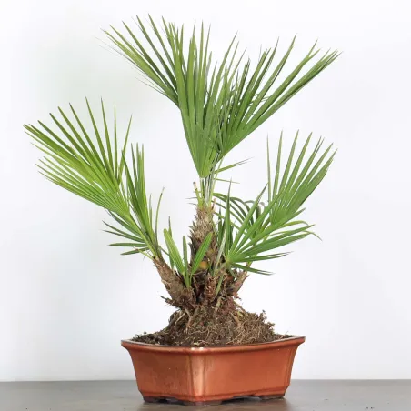 CHAMAEROPS HUMILIS 1-4