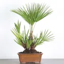 PALMIER "CHAMAEROPS HUMILIS" 1-3