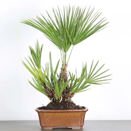 CHAMAEROPS HUMILIS 1-3