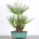 PALMIER "CHAMAEROPS HUMILIS" 1-2