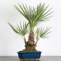 PALMIER "CHAMAEROPS HUMILIS" 1-1