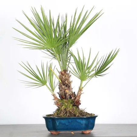 image supplémentaire - CHAMAEROPS HUMILIS 1-1