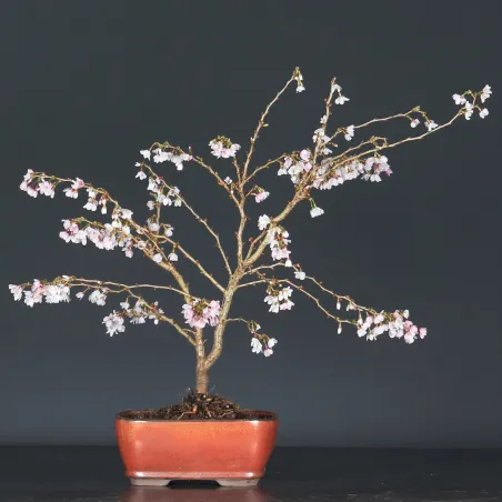 Bonsai Prunus Kojo No Mai