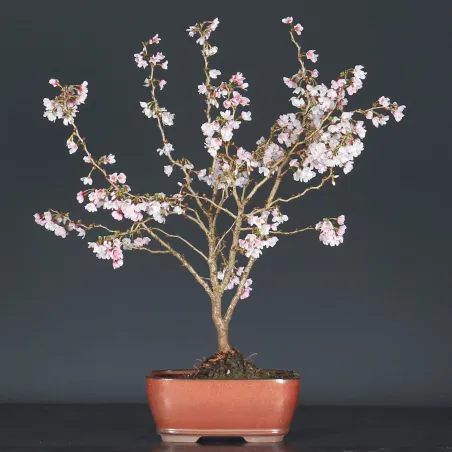 Bonsai Prunus Kojo No Mai